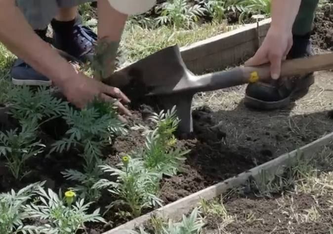 Сотрудники городского коммунального предприятия "Комбинат зеленого хозяйства и благоустройства" (КЗХиБ) за месяц...