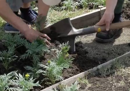 Коммунальщики за месяц посадили на клумбах Луганска 60 тыс. однолетних растений – мэрия