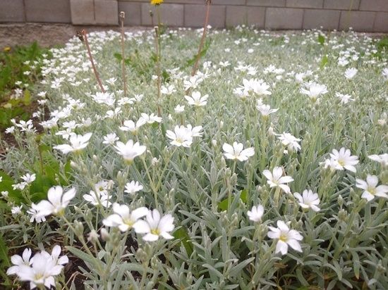 В Луганске высадили 60 тысяч цветов