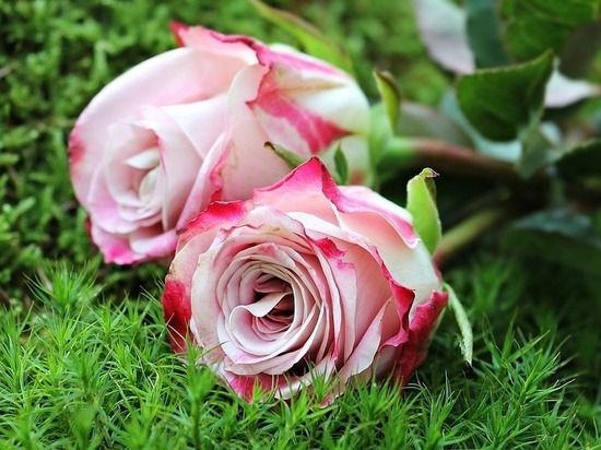 ������ ����������� ������ ����������� �������� � �������� ������� ������� ����� �� �������