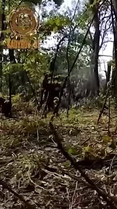 �������: ��������� ������������� ��������� � ������� ����������� �������������� � ������ �������� ������� ��� ������ ������������� ����������� �� ���������� ����������