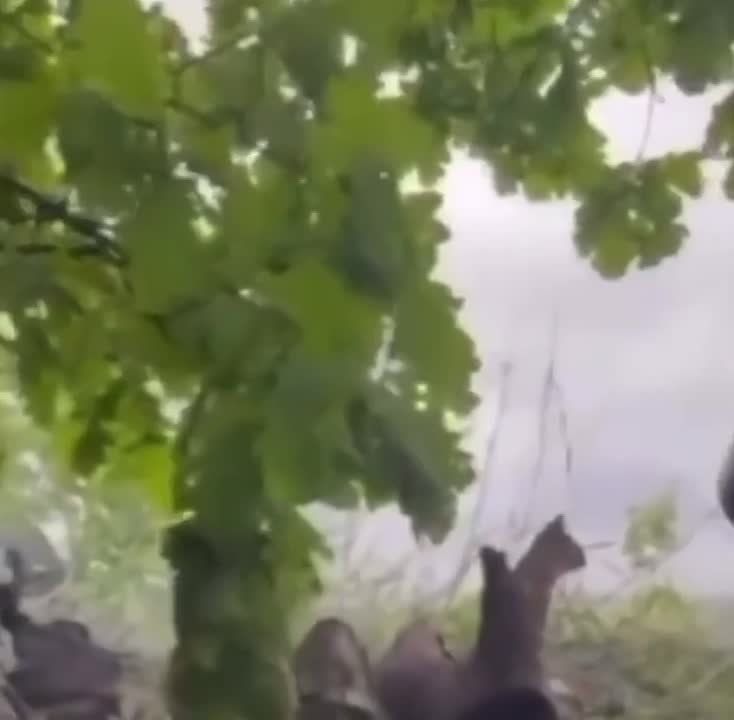 ������������ �������� � ��� ��� ��������������