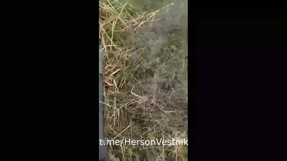 �������� ������� 28 ������� ��� ����� ���� �������� ������������ �������