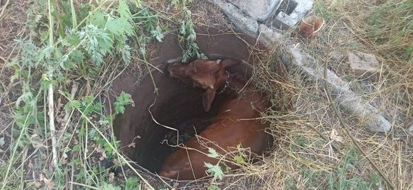 Миусинские спасатели вытащили из колодца провалившегося туда 100-килограммого теленка