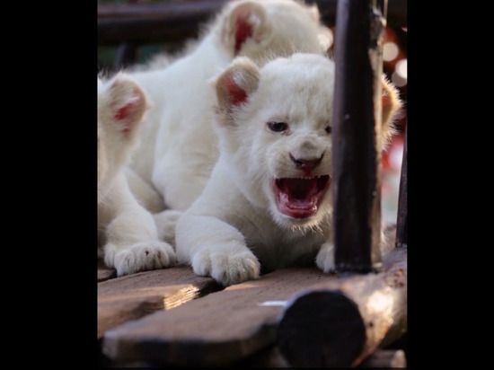 ������� ������ ������� �����-���������� � ����� ������� ��������