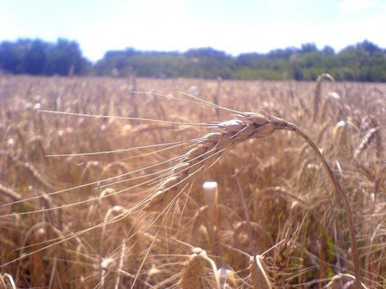 ���� ��� ����������������� ����� ������ ��������