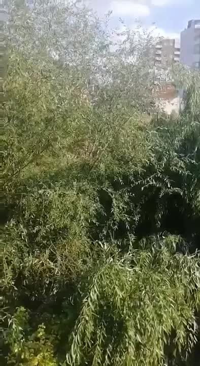 �� ���������� ���, �� �������-��������� ������� �������� ����������� ������������