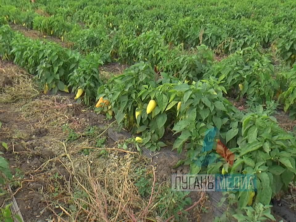 На сегодняшний день уборочная кампания 2022 года в Республике в полном разгаре