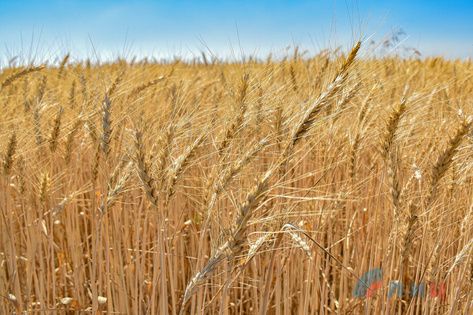 Аграрии ЛНР намолотили 1 млн т ранних зерновых и зернобобовых