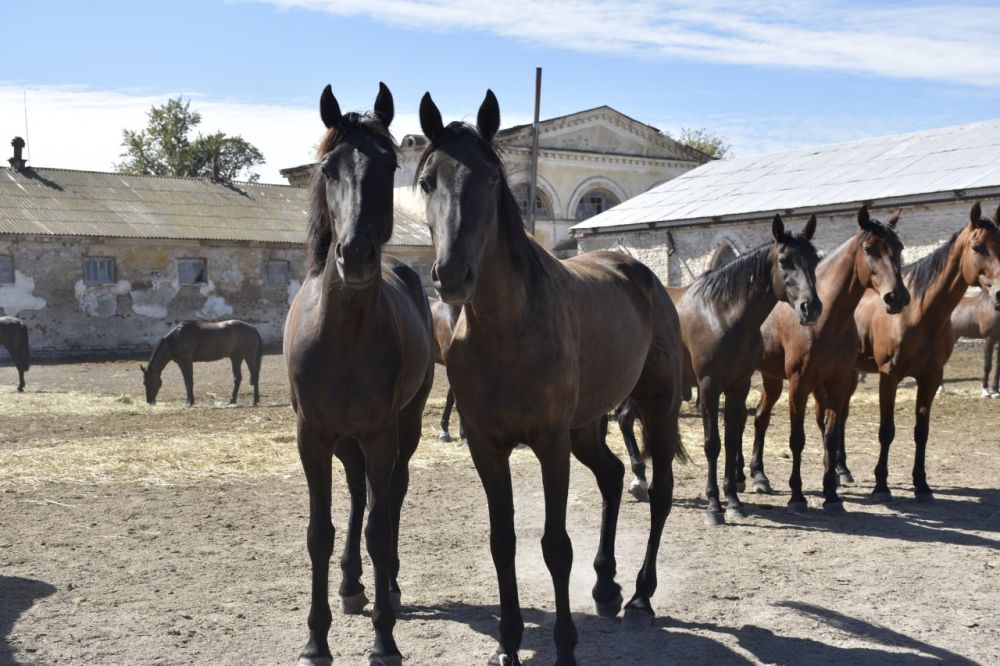 Лимаревский конный завод отметил 200-летний юбилей
