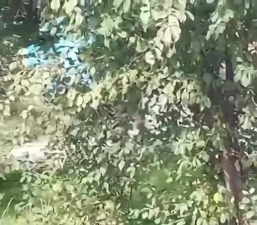 ��� ����� �*������ ��*���
