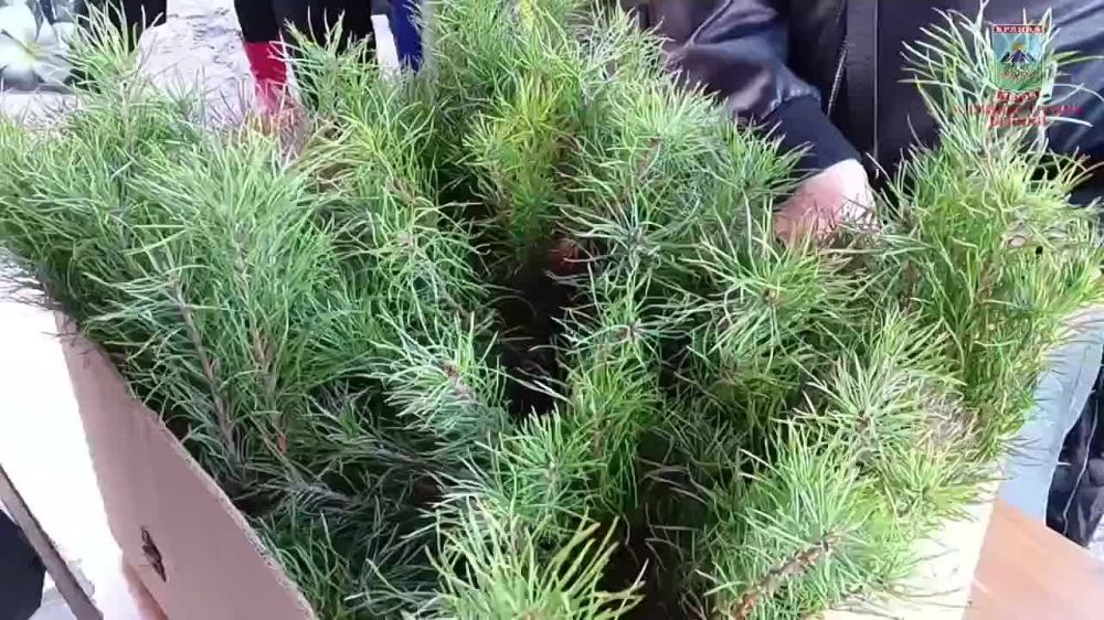  :     &quot;ZOV &quot;     700  