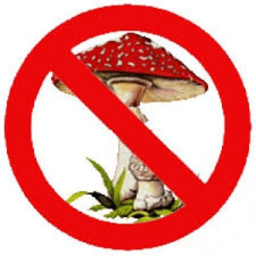 ВНИМАНИЕ! ОТРАВЛЕНИЕ ГРИБАМИ!