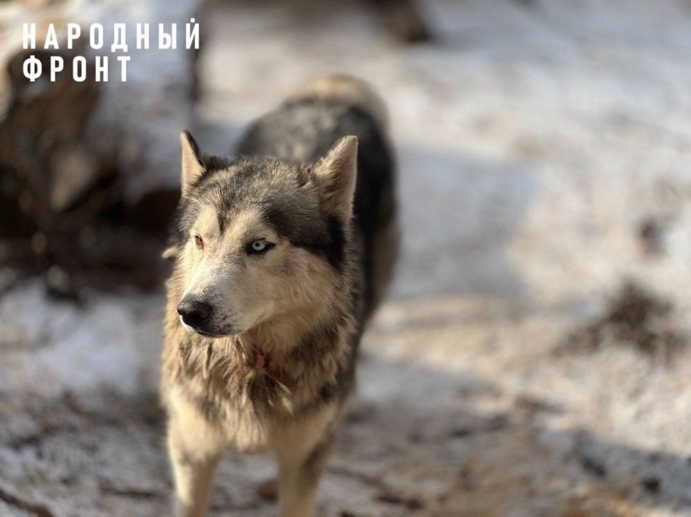 Люди бросают собак. Еще ни одна собака не бросила человека