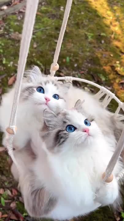 �� � ���� ������� ���� ������