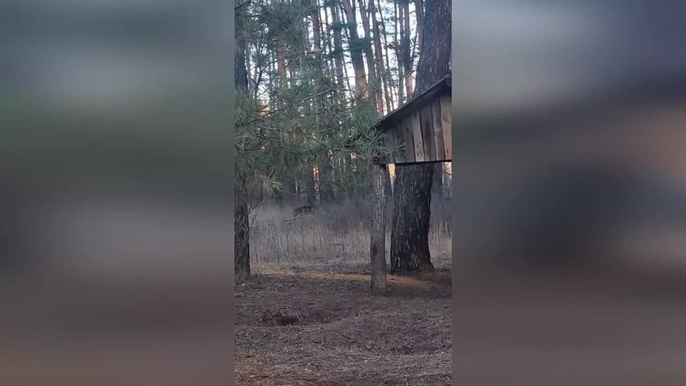 ���������� �������������� ��������������� ��������� ���������� ��������� ����� ��������, �������� ���������� ���
