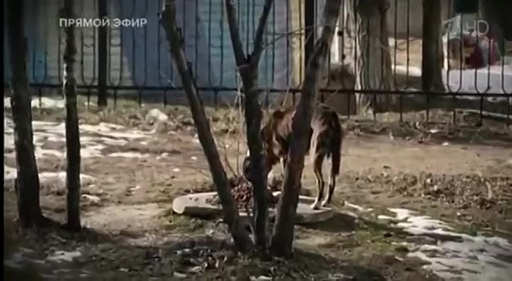 ������� ������: ����� ������� �������� � ��������