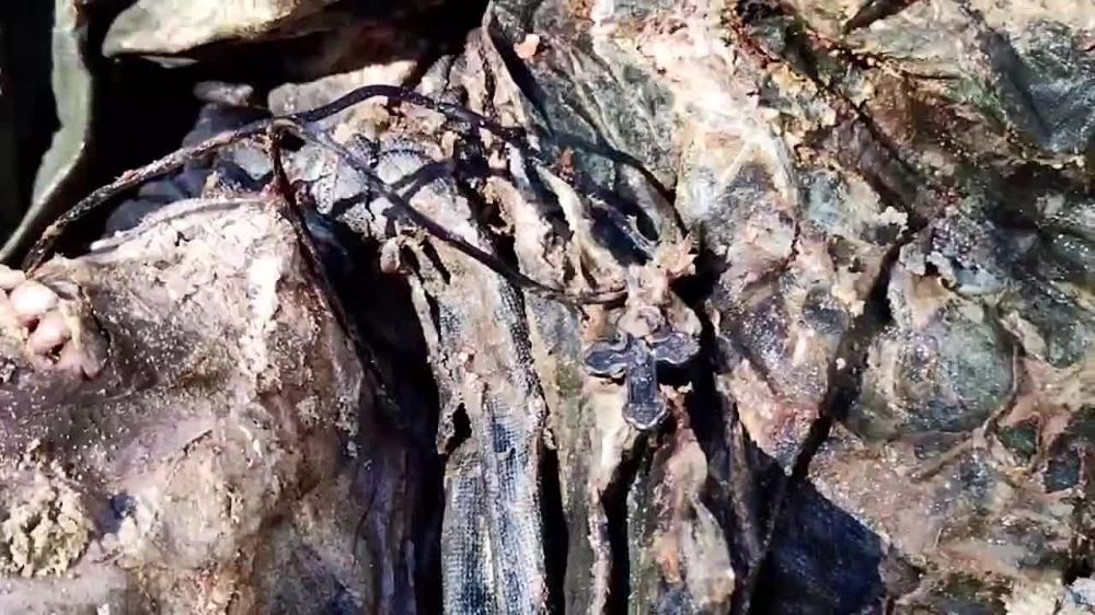 ��� ������������� (���) ���� ������� ������� ����� ������, ������� �������� ������� ���������� � �������