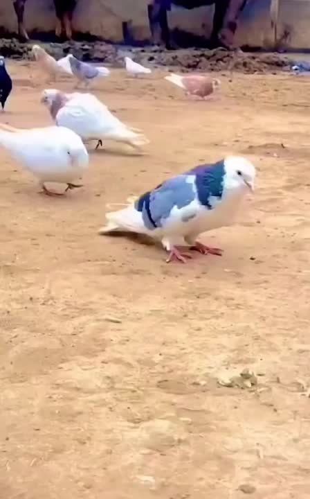 ���������� ��������. ���� ����������. ������� �� �����������