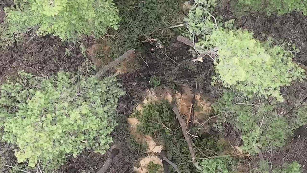 ��������� ���: ����������� ����� � ��������� ���� ��� ���������