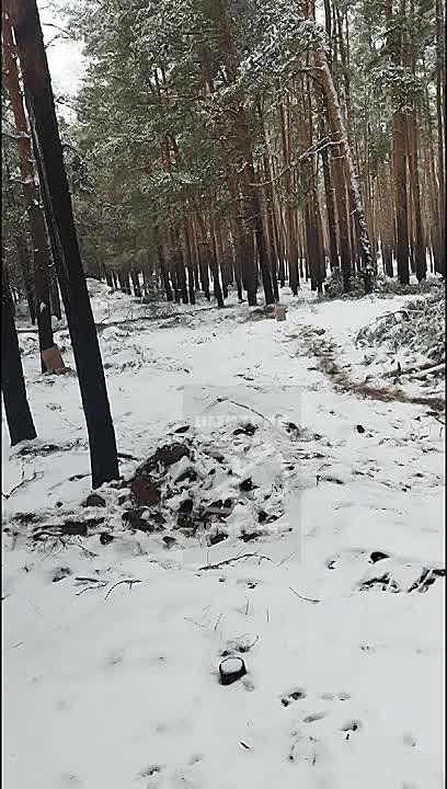 ������� ��������: �������� � ���������� ���� ��������� (���)