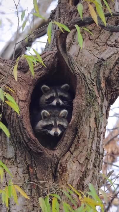 Счастье — это когда у тебя все дома