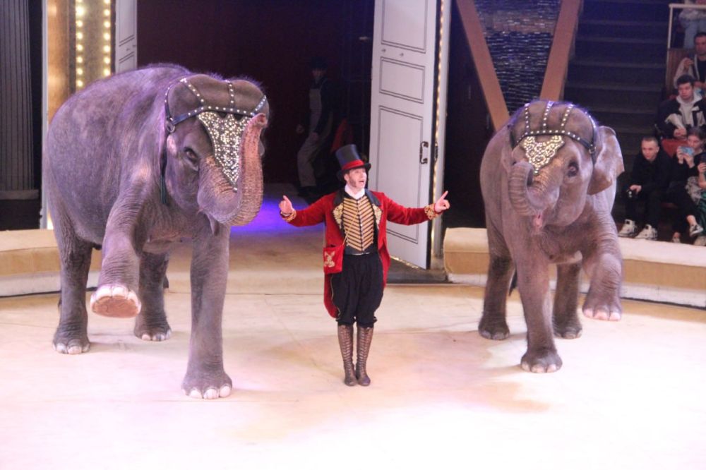 Премьера программы «Девочка и слон» по мотивам рассказа Александра Куприна сегодня состоялась в Луганском государственном цирке, сообщили в МКСМ ЛНР
