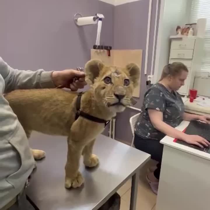 ���������� ���������������� � ��� ������� �� �������� �������, �������� ��������� �� ������� ����� ��������
