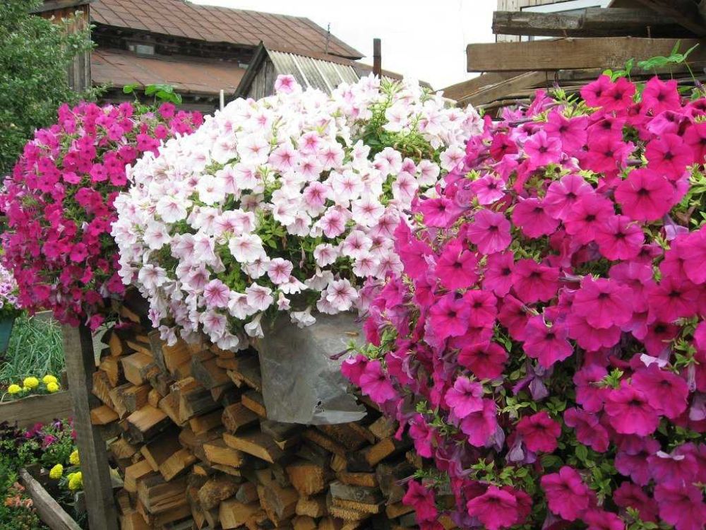 Ka� �p������a�� �e�y���, ��o�� o�a ���ap�o ��e�a?