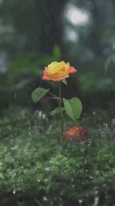 ��������� ��������������