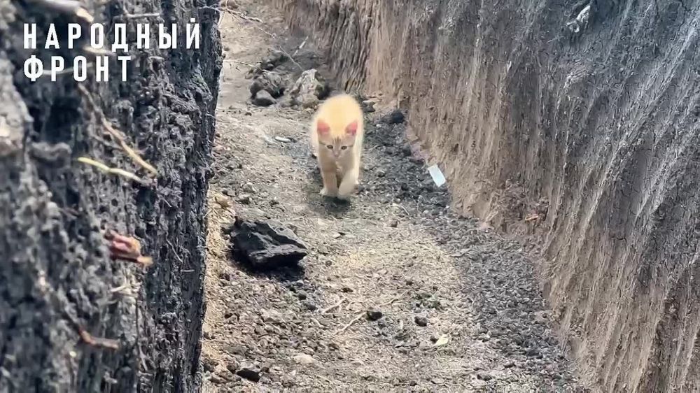 ����, �������� ����� ���������