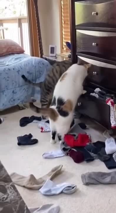 ���������� ������� �������, ��� ���� ����� �������, �������, �������� ����, �����, ��� �������..
