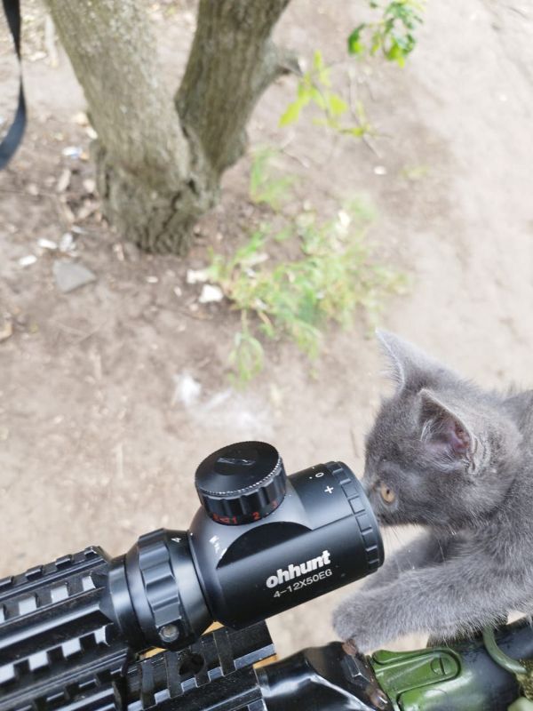 ���� ���������: ���� ����� ����������� ��������� ����-12 ���� ������ ��� ������������ (���)