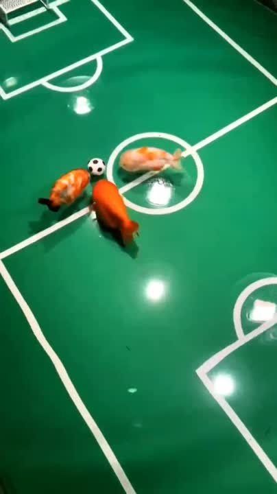 � ������� ���� ���� ���� � ����� ������