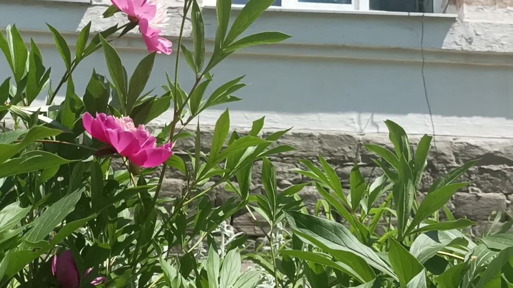 Евгений Морозов: В Брянке стартует акция "Окна России", посвященная Дню России