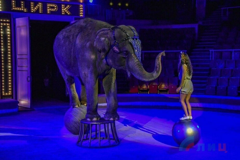 Более 80 тыс. зрителей посетили программу "Девочка и слон" по мотивам рассказа известного русского писателя Александра Куприна в Луганском государственном цирке