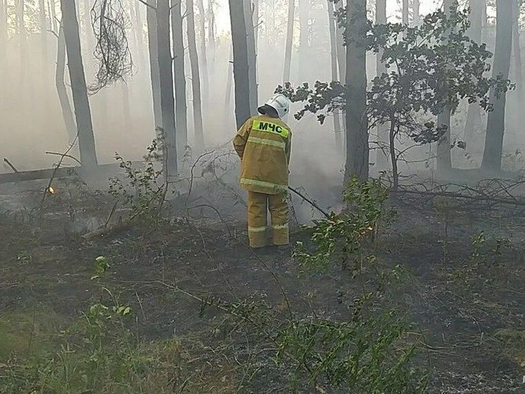 Пожар уничтожил 25 гектаров леса в ЛНР