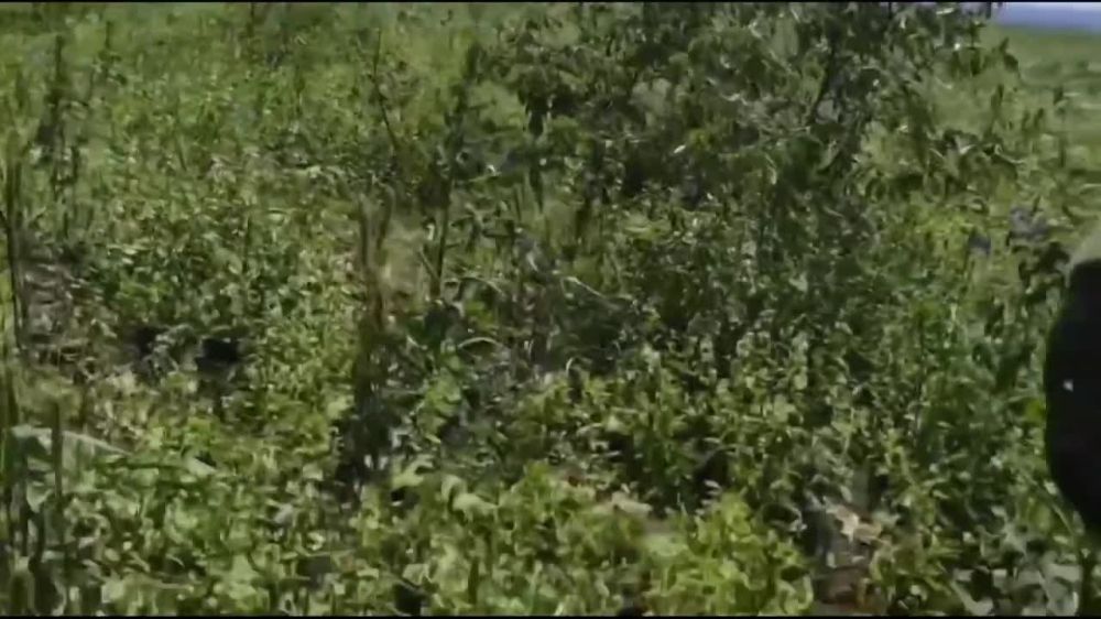 ����� �����: ������������� ������ ������� ���� ���� ��� �� ������ �� �������� ������ ��� �� ���������� �����������