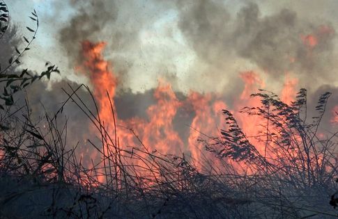 МЧС ЛНР за сутки ликвидировало 17 пожаров, из них 14 - на открытых территориях