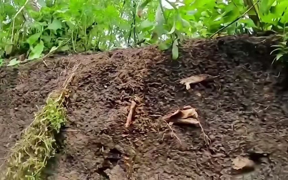 ������ �������: ����� ��� ����������, ���� ����� ����� ����� ��� ����� ����������