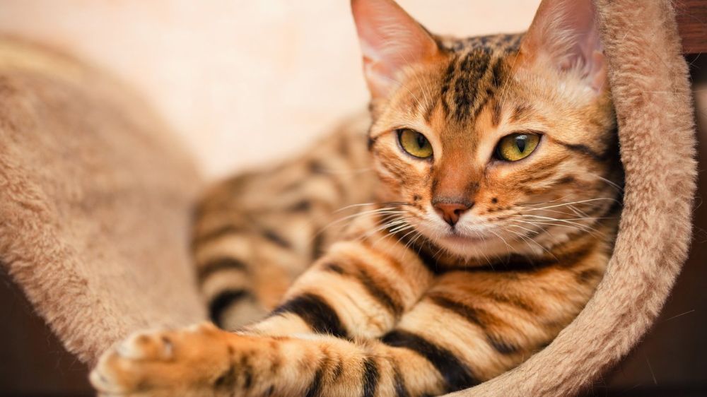 ���������� ��������������� ���������� � �����������