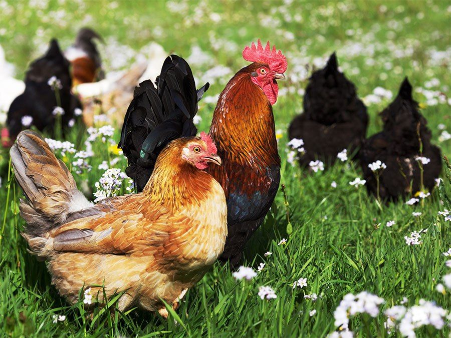 СББЖ напоминает об опасности высокопатогенного гриппа птиц