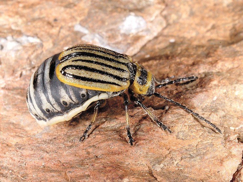 ���������������� �������. ���������������� ������� (Zygogramma exclamationis) - ��������� ���-�������, ������ 6�12 ��...