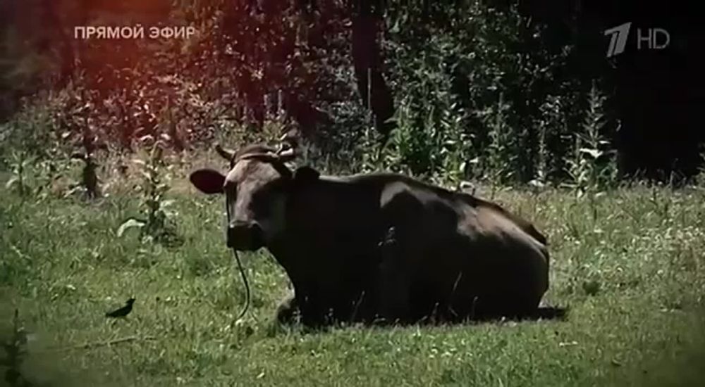 ������� �������: ����, ������� �����:. "����� ���� ������, ���-����, ��������, ��� ������� ���, ��� ����� � ������� ��...