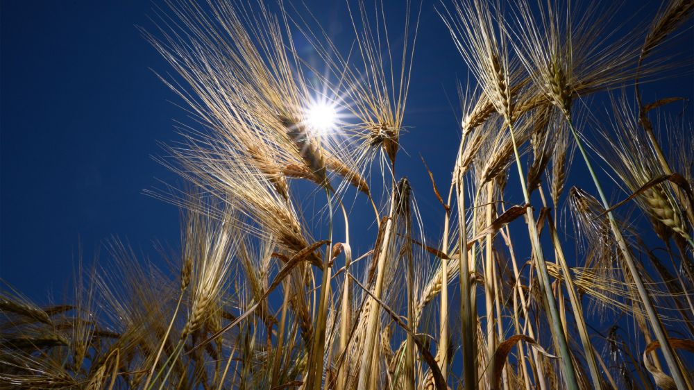 � ��������� �������� ���������� ����������� ��������� ��������