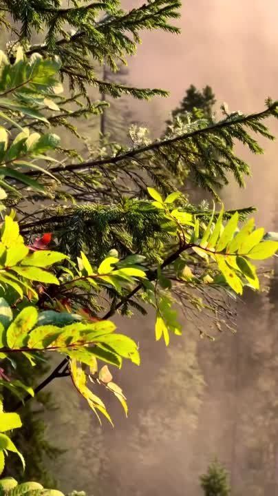������ ����, �� �� ������ !. ������� �� ���������� �������