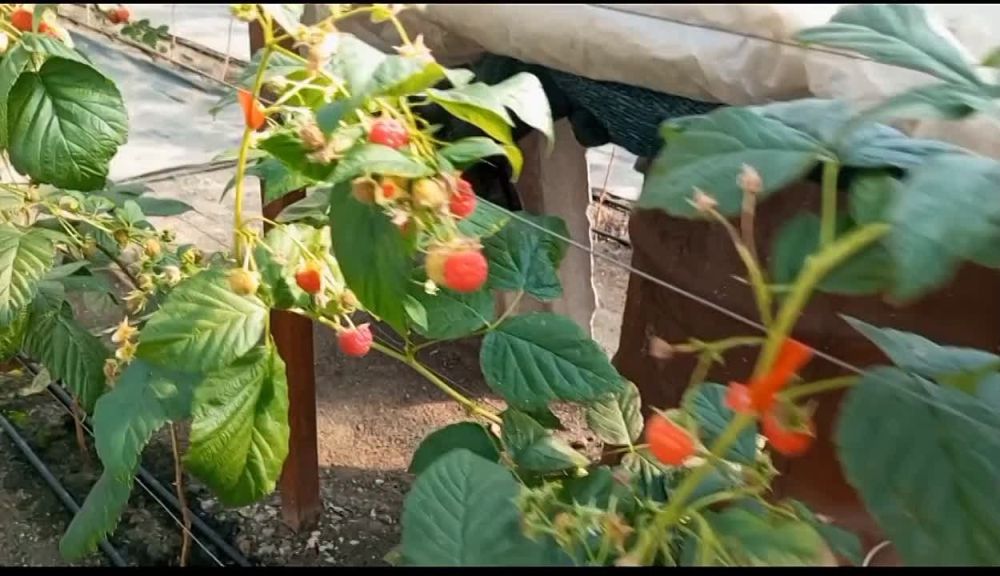 ������, ��������, �������, �������� � ���� ����� ����� � ��� ��� ����� ���������� � ��������-��������� ������ � ����� �������� ��������������� ������ �������