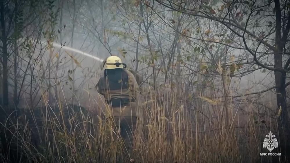 2 октября в 14:10 на номер 101 поступило сообщение о загорании леса и хвойной подстилки на площади 10 га в г. Счастья Луганского городского округа