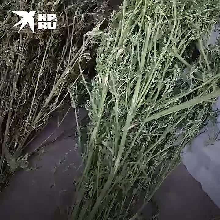 В ЛНР у местного изъяли 2 кг марихуаны