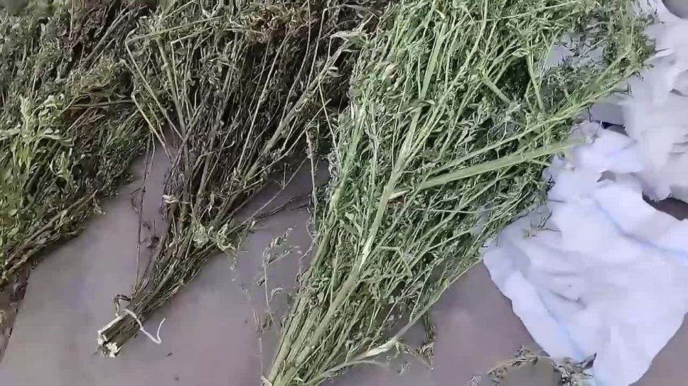 Сотрудники полиции изъяли у жителя Приволья около двух кг марихуаны, сообщили в пресс-службе МВД по ЛНР